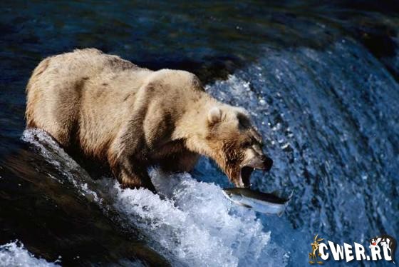 Animals in Action. Digital Stock Collection