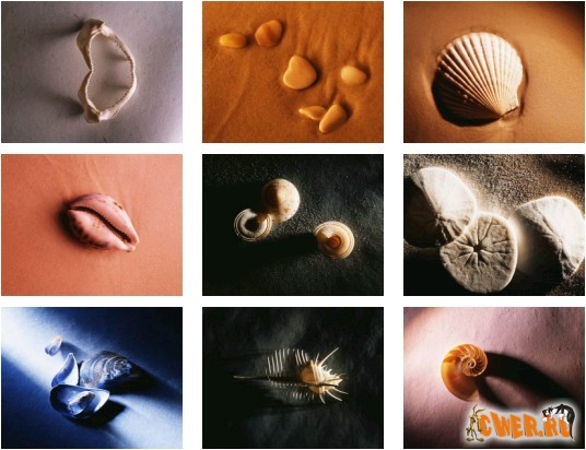 Морские ракушки