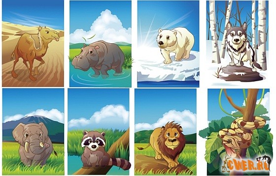 RainBow - Animal Life