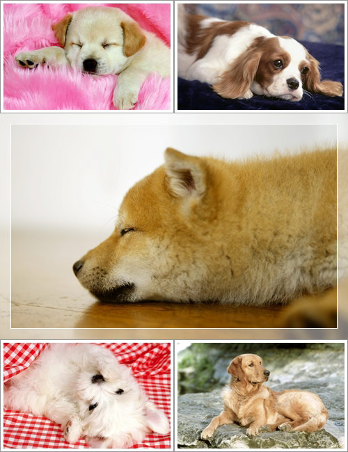 Wallpapers - Funny Dogs Pack