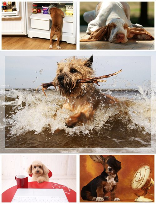 Wallpapers - Funny Dogs Pack