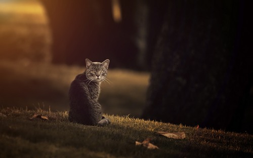 Computer Desktop Wallpapers Collection. www.cwer.ru