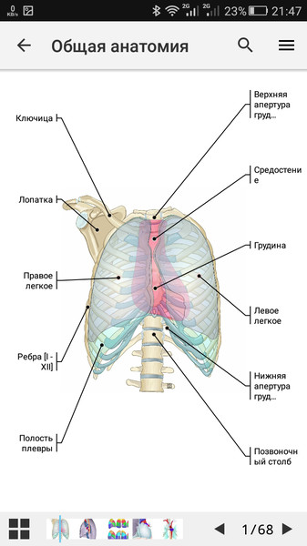 e-Anatomy4