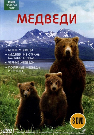 Медведи